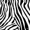 Zebra Stripes Print - Icing - ISA112.