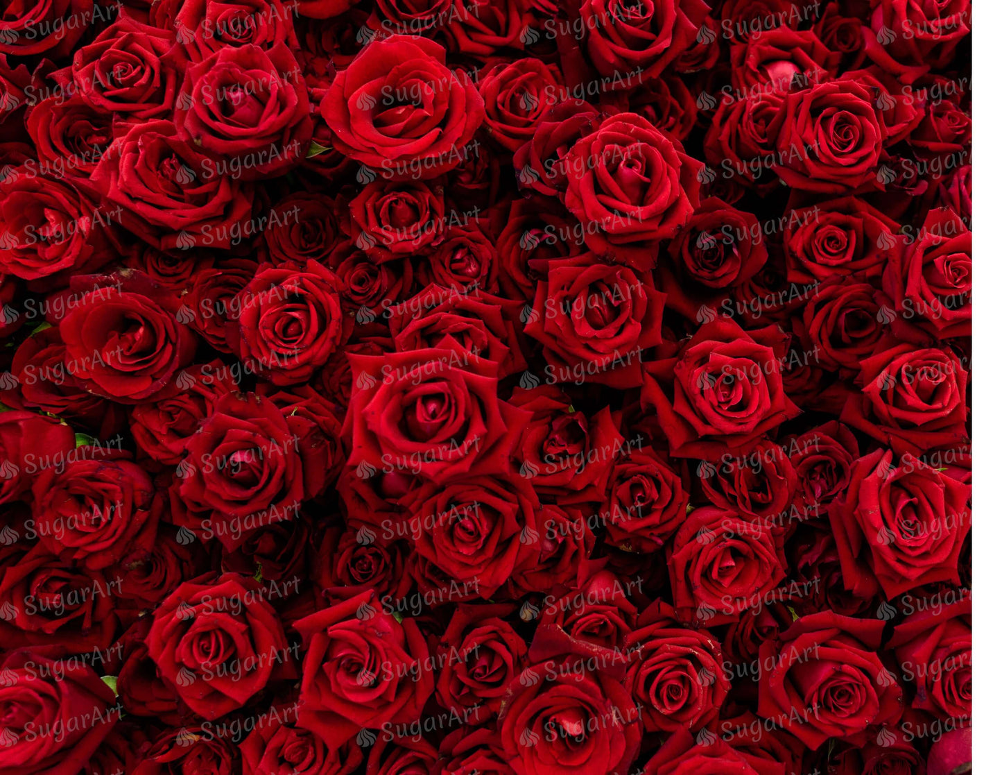 Red Roses Love and Romantic - Icing - ISA198.