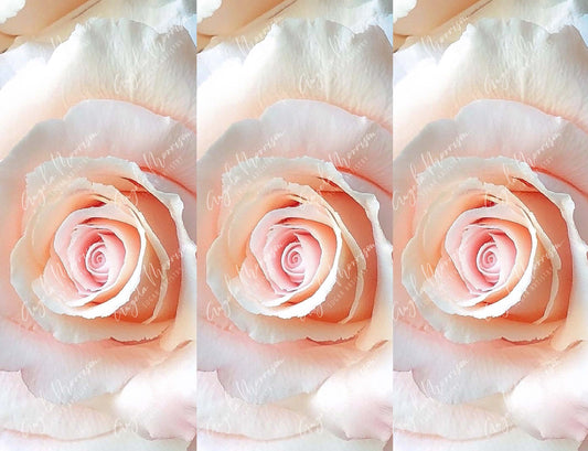 Roses in Bloom - AMSA023.