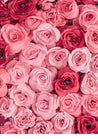 Pink Roses Background - BSA084.